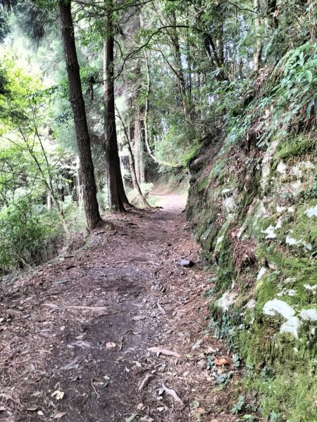 檜山巨木群步道2250328