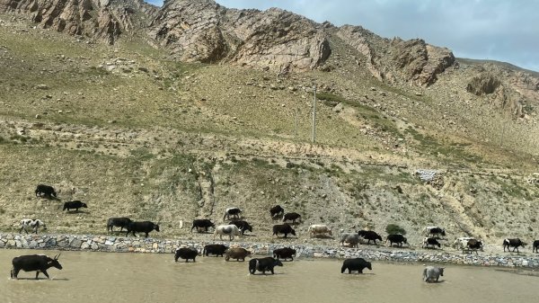西藏♥️可愛動物🐎人物寫真/拉薩旅拍/美食2903011