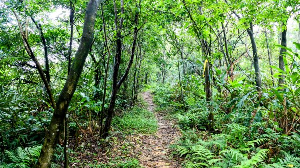 石笋古道,焿子寮古道,松子嶺古道2798321