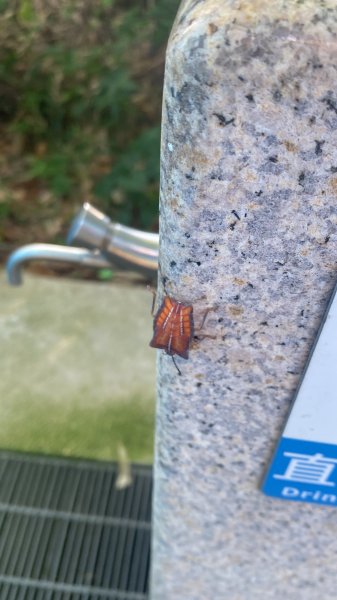 【四獸山 Short】虎豹象先行！獅山封閉中，等新步道開箱再相見2888823