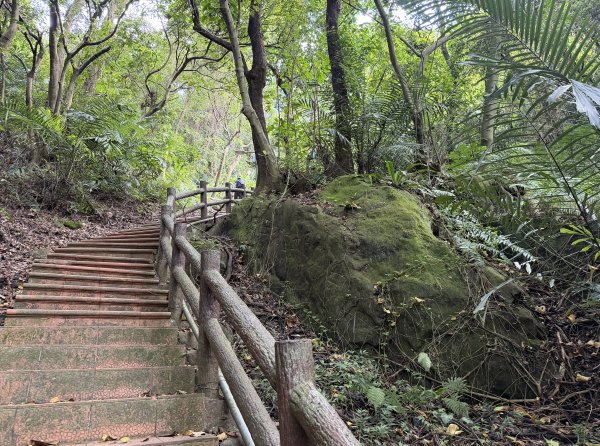[微笑山線_第二段] 2026_0725 大棟山系_百年大榕樹3101583