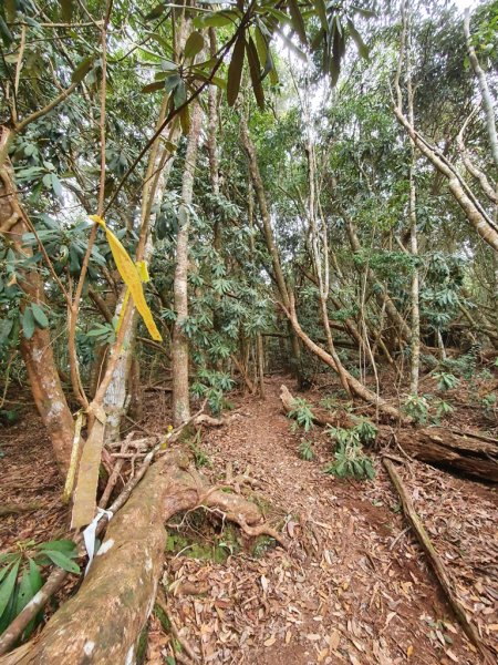 【埔里六秀之首】守城大山1291122