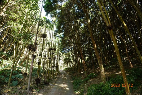 嘉義 竹崎 大坑山2032201