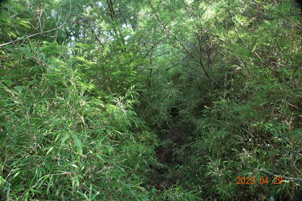 南投 仁愛 武法奈尾山2133789