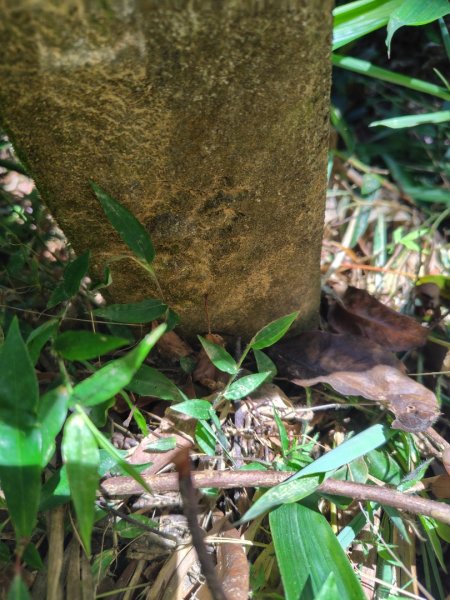 達娜伊谷-里美避難步道-巨石板步道-約富霓2788536