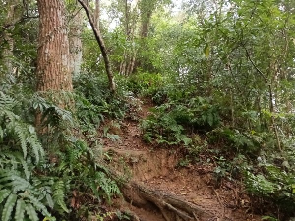 關西鎮太元宮-赤柯山-赤柯山南峰-東獅頭山-西獅頭山-東獅頭山8字走3022862