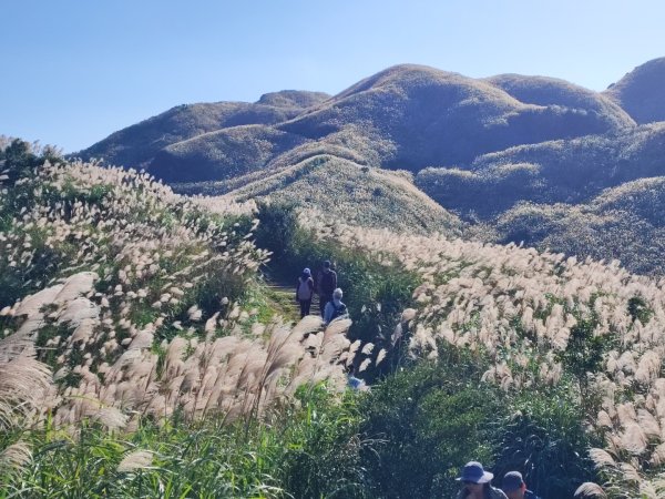 半屏山/燦光寮山賞芒花2412002