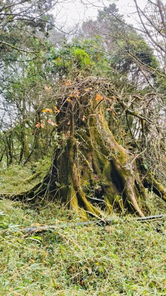 神阿縱走~台灣難抵極~大塔山2971532