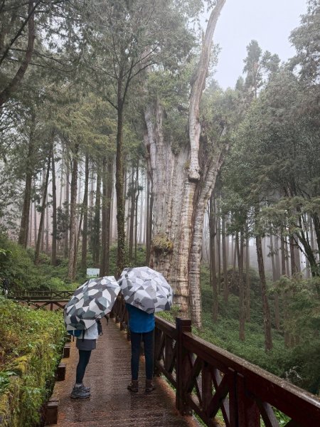 1150404-5水山巨木步道。二萬坪樹抱石3036152