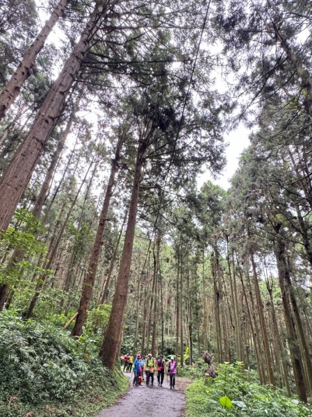 羊彎上武岫大崙山茶園尋山頭2824919