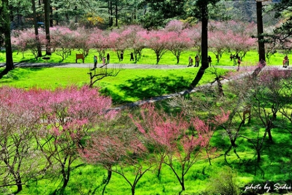 武陵農場梅花開花特報！