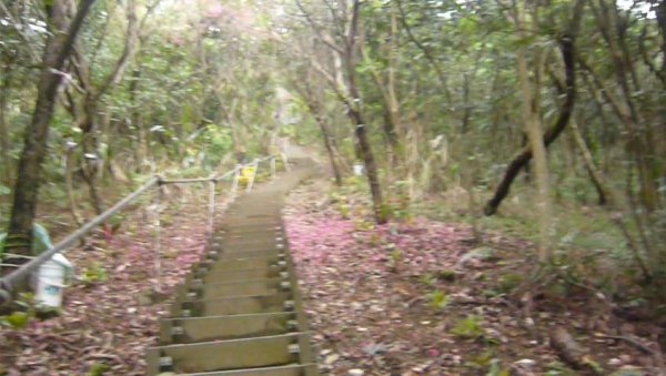 初一走春～樹林大棟山、靑龍嶺、大同山1268050