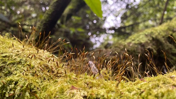 阿里山特富野古道1180072