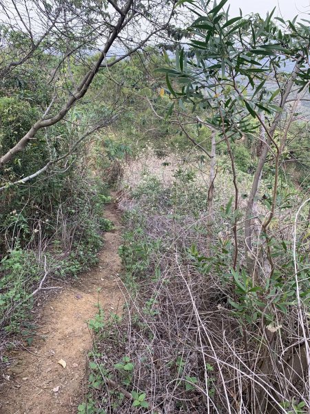 台中潭子聚興山環O林牛山一圈（小百岳）2126377