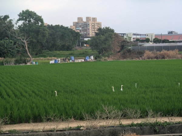 2025.08.24－霄裡好風光：霄裡~忠貞新村2868630