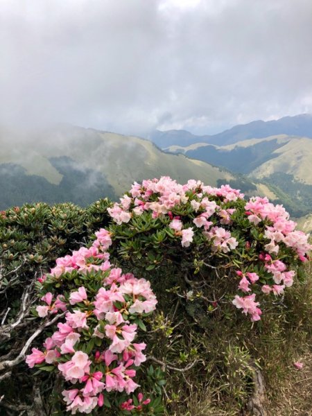 1080511合歡東峰杜鵑花583739