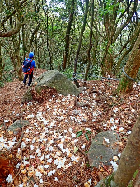橫嶺山連走鳶嘴山2019/4/30575789