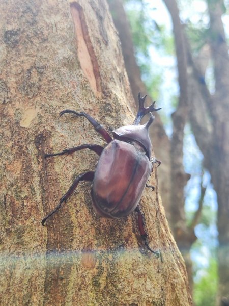 夏日甲蟲祭典（羊稠森林步道，龜山福源山-山佳車站）2826597
