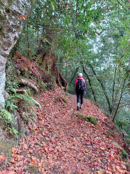 【台中和平】巧遇藍腹鷴帝雉。 稍來山步道2749907