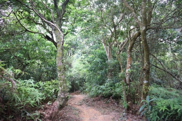 〔內湖〕文間山，劍南蝶園，劍潭古寺，婆婆橋 鄭成功廟步道2249289