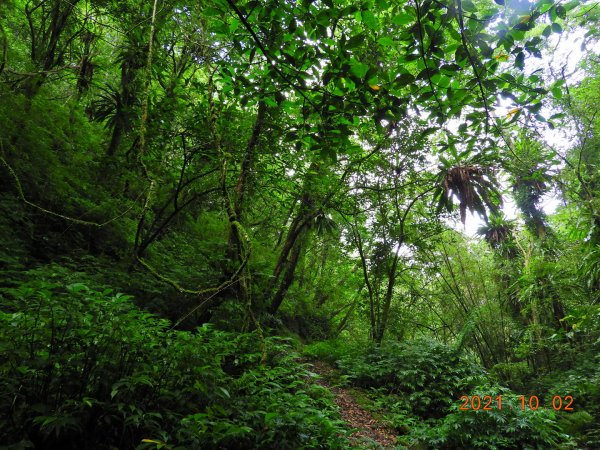 新北 坪林 四堵古道(碧湖段)1475783