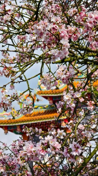 #綠繡眼 訪花 #吉野櫻 #天元宮 #楓樹湖 03162736728