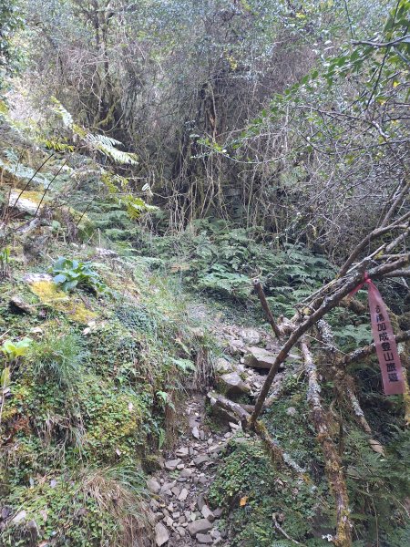 石山+阿毛神木202512112961796