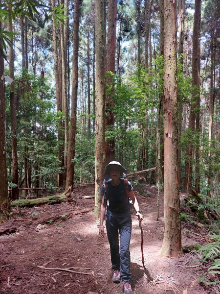 油羅山1上2下O行走2022/07/231789065