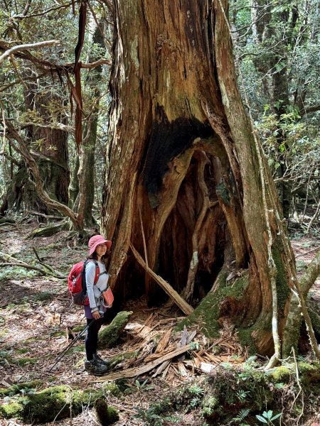 塔曼山 連走 拉拉山森林遊樂區 O繞 202510112923689