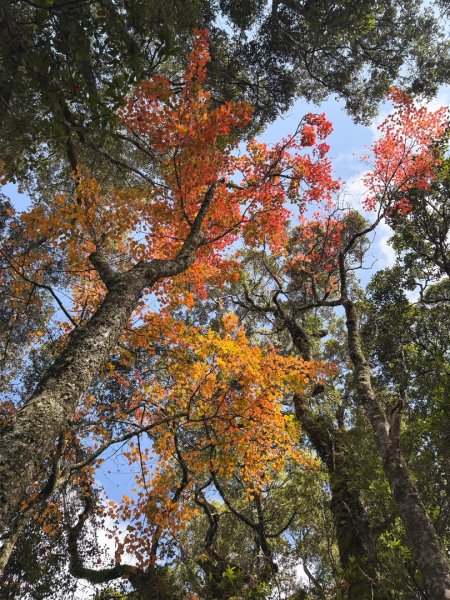 鳶嘴稍來步道賞楓季 ，大雪山門票優惠到12/31！2969576