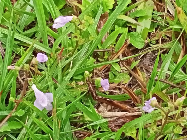 基隆河右岸尋花問草2091148