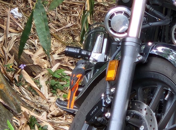 【中級山】有熊森林，谷關三雌白冷山2741082