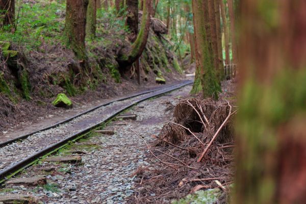 冬 / 鹿林、麟趾、特富野214728