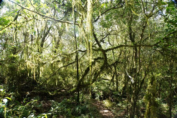 新北 烏來 波露山3000692