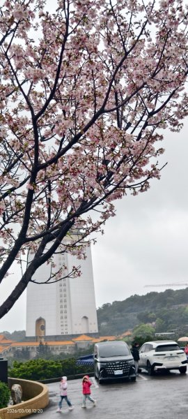 #中山樓 #陽明公園 #十八份 #吉野櫻 #墨染櫻（花葉同開） #山海觀馬場 #黃花風鈴木3011427