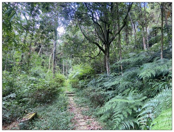 魚池尖山 (魚池富山) 中入右出2828926