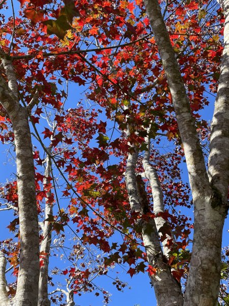 馬拉邦山-楓情萬種1545610