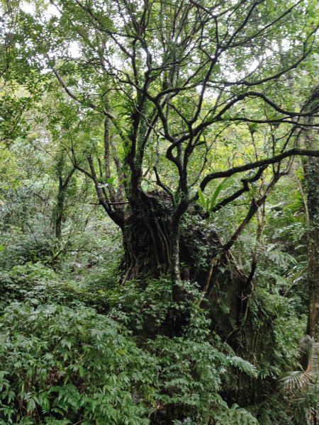 微笑山線：【五分山系】菁桐煤礦段、平溪小黃山段、望古瀑布段2841299