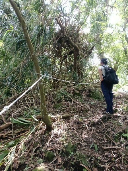 雙溪區威惠廟+下坑山+570峰+大埤格+崩山坑古道O型2814838