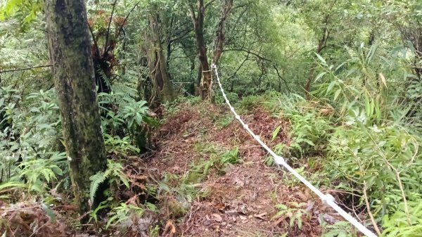 坪林區仁里坂橋-仁里坂山-金瓜寮土地公-仁里坂橋O型3132821