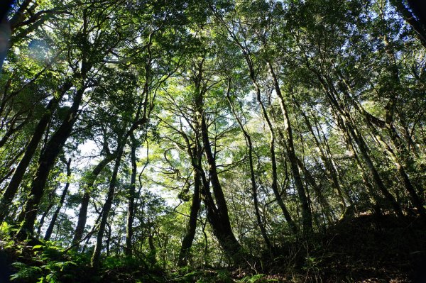 新竹 尖石 東穗山、島田山2939428