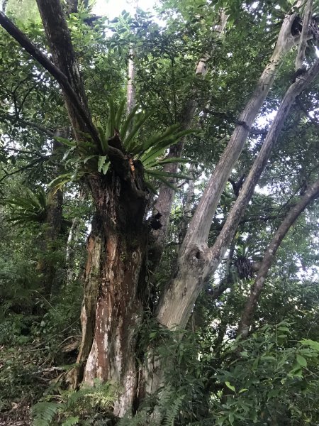 讓嚮導犬小黑帶你悠遊唐穗山1391135