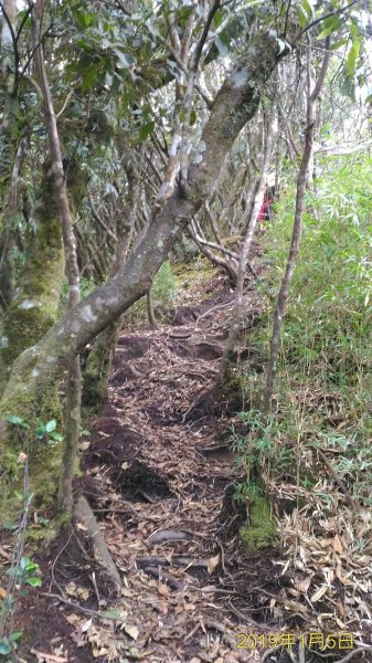 小百岳行~加里山(#34)，苗栗縣山500976