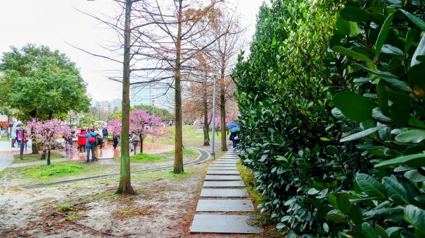 《青玉案・樂活櫻雲照水》2709172