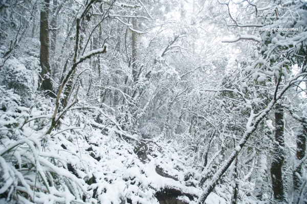 【攝野紀】夢幻般的雪中松蘿湖264522
