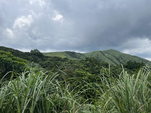 [走遍陽明山]2023_0723 冷擎步道2317516