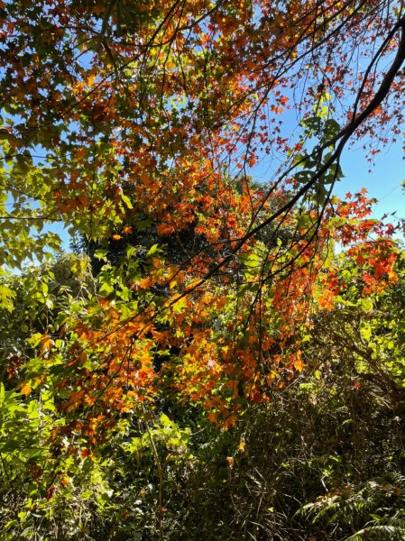 馬那邦山賞楓趣1549555