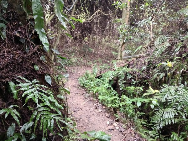 關西鎮太元宮-赤柯山-赤柯山南峰-東獅頭山-西獅頭山-東獅頭山8字走3022871