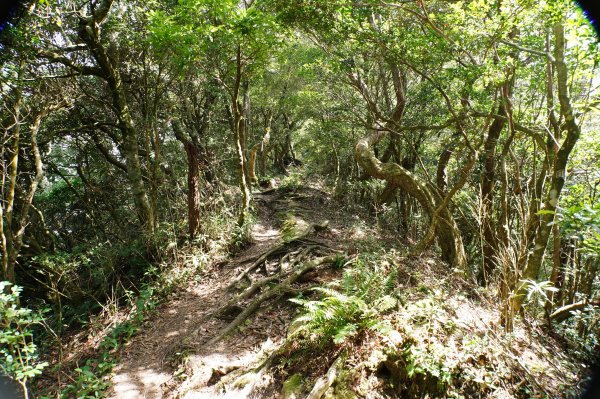 新竹 尖石 蓮包山、外鳥嘴山2914338