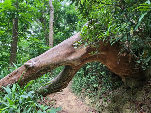 新化林場後山步道2776954